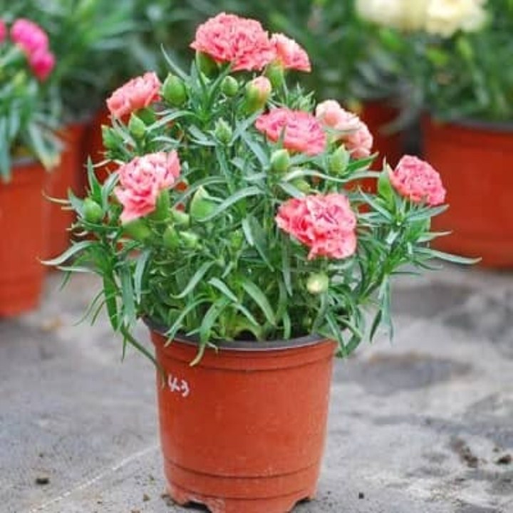 100 hạt giống cẩm chướng chùm nhiều màu