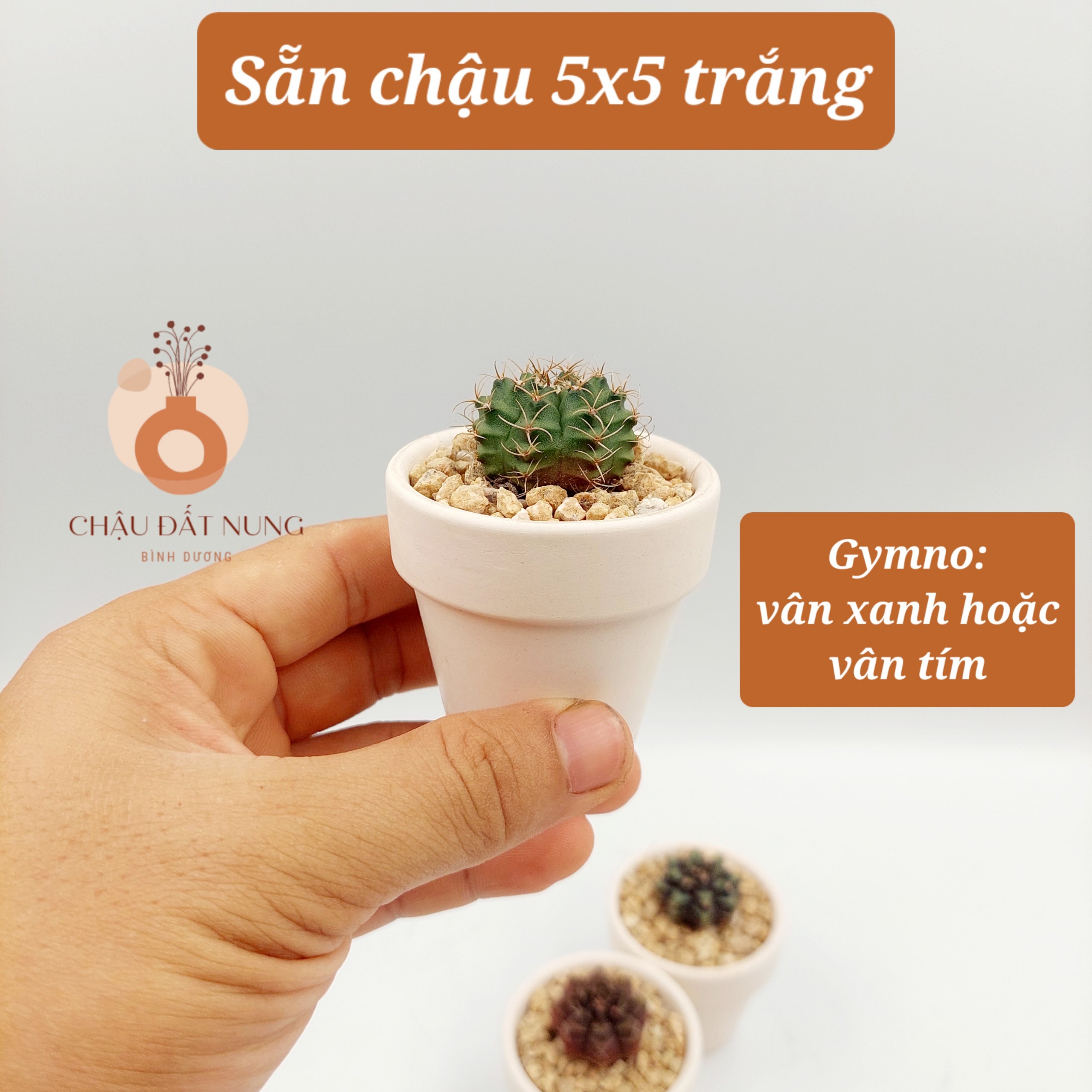 Xương rồng GYMNO size 2-3cm, vân xanh, vân tím - TERRACOTTA GARDEN, SUCCULENTS AND CACTUS GARDEN