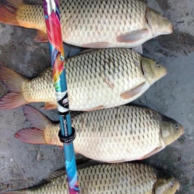 Can cau OSNY Tứ Thien Vuong 2021 - 3m6