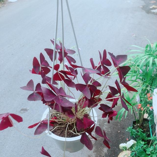 Chậu Bướm Đêm