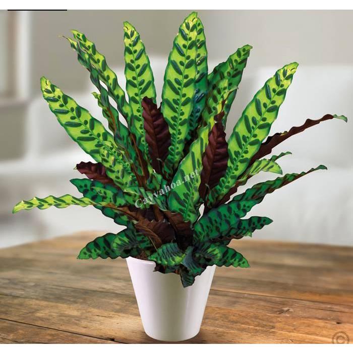 CHẬU ĐUÔI CÔNG LÁ DÀI, CÂY PHONG THỦY MANG LẠI TÀI LỘC CHO GIA CHỦ