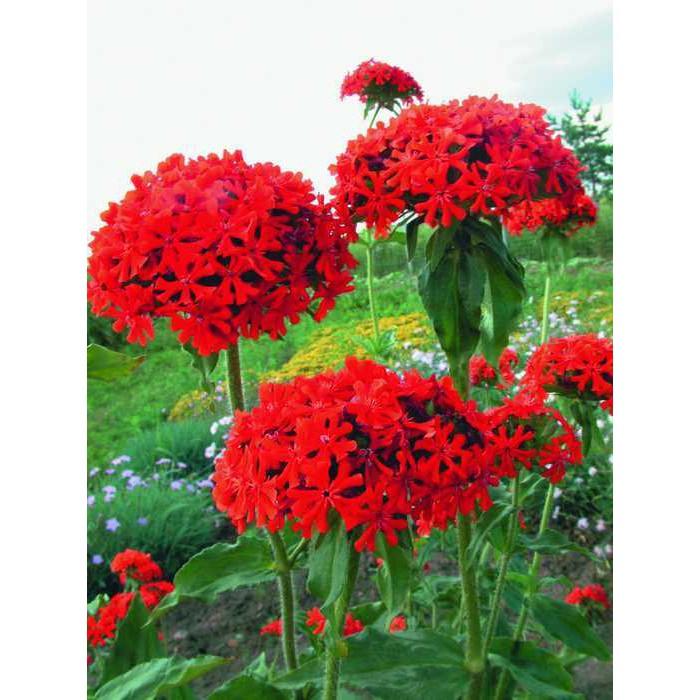 Hạt Giống Hoa Thu La Đỏ - 1 gói 50 hạt