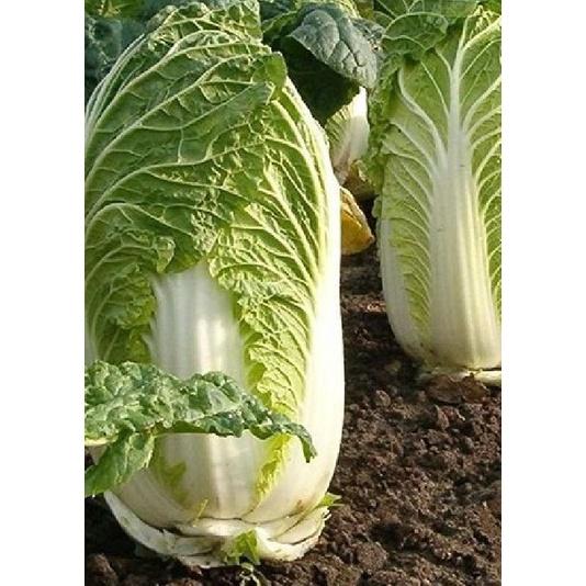 Hạt giống rau cải thảo - 1 gói 0.2gram