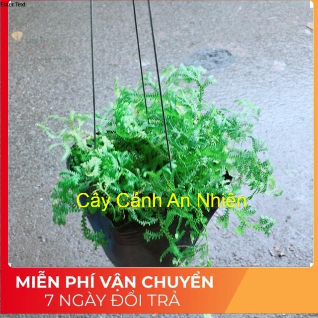 Bụi Rêu Kiểng