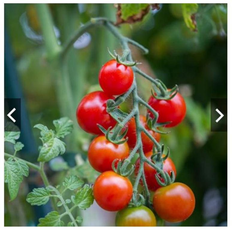 Hạt giống cà chua cherry F1- A6 0.5g