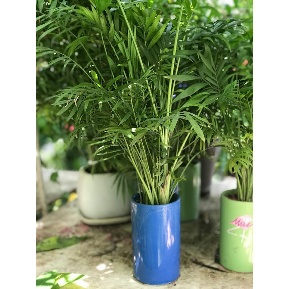 Cây Cau tiểu trâm mẫu mới vườn xanh 24h