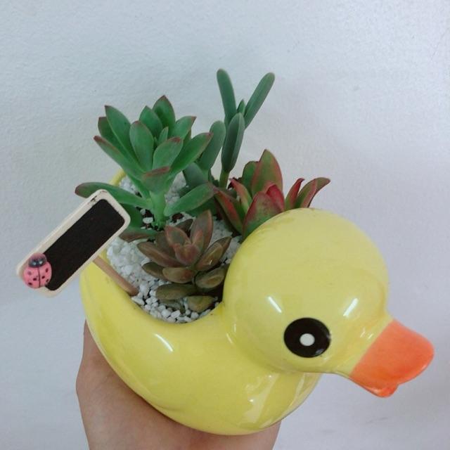 Chậu sen đá vịt vàng