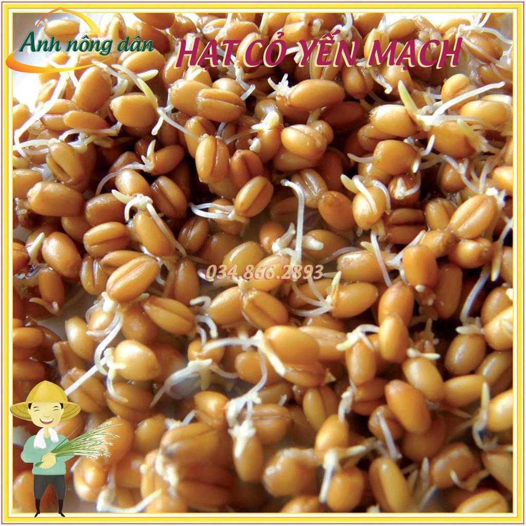 1kg Hạt giống cỏ Yến Mạch - cỏ chó mèo