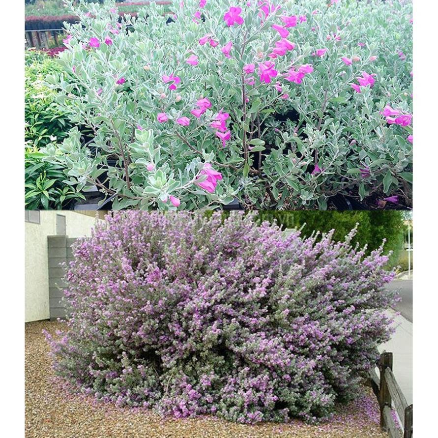 CHẬU HOA TUYẾT SƠN PHI HỒ