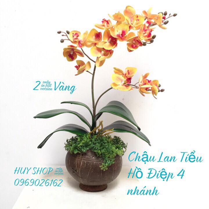 HOA LAN NHÂN TẠO - CHẬU GÁO DỪA HOA LAN TIỂU HỒ ĐIỆP 4 NHÁNH