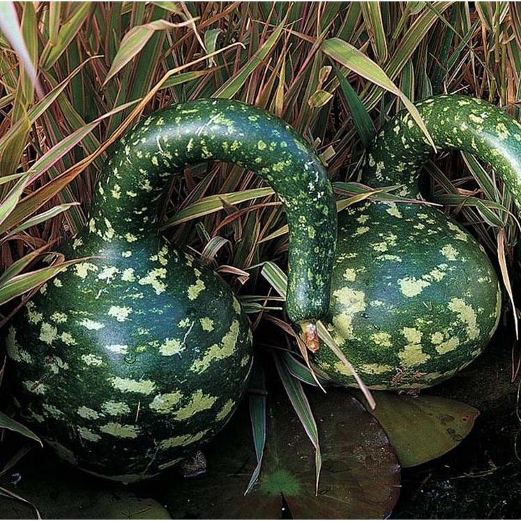 Hạt giống bầu thiên nga tặng kèm gói phân bón lót