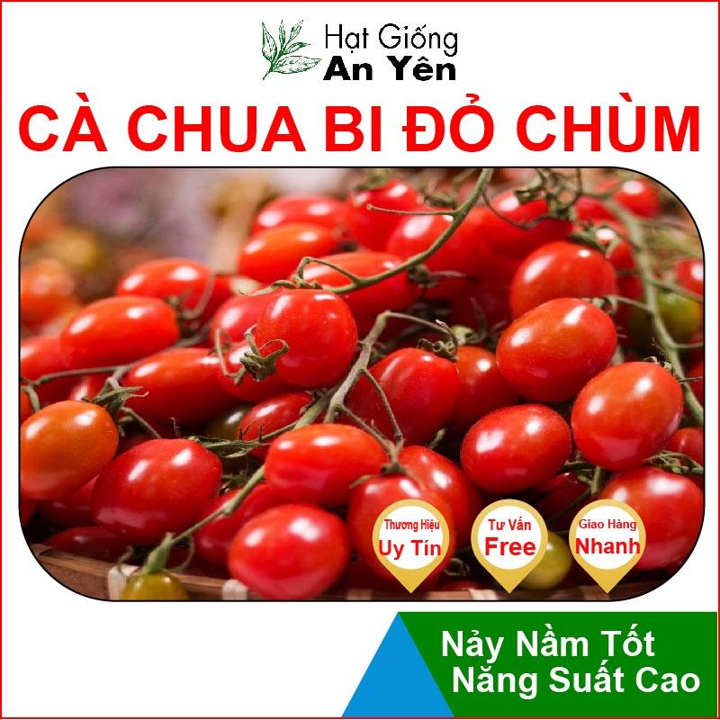 Hạt giống Cà Chua Bi Cao Sản thu hoạch sớm, dễ trồng, nảy mầm cao, sinh trưởng khoẻ