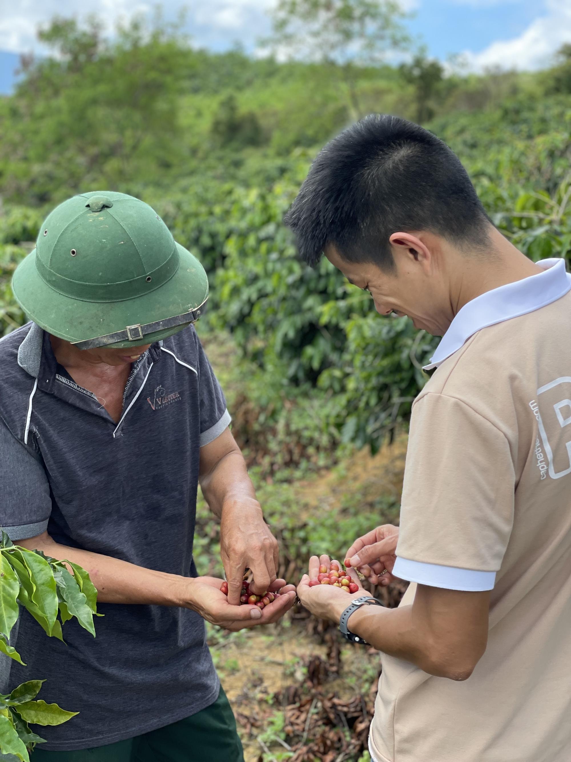 Đặc Sản Huế - Cà phê đặc sản Huế - Arabica A Lưới (chế biến ướt) Greenfields Coffee 250g - Phin - Xay sẵn