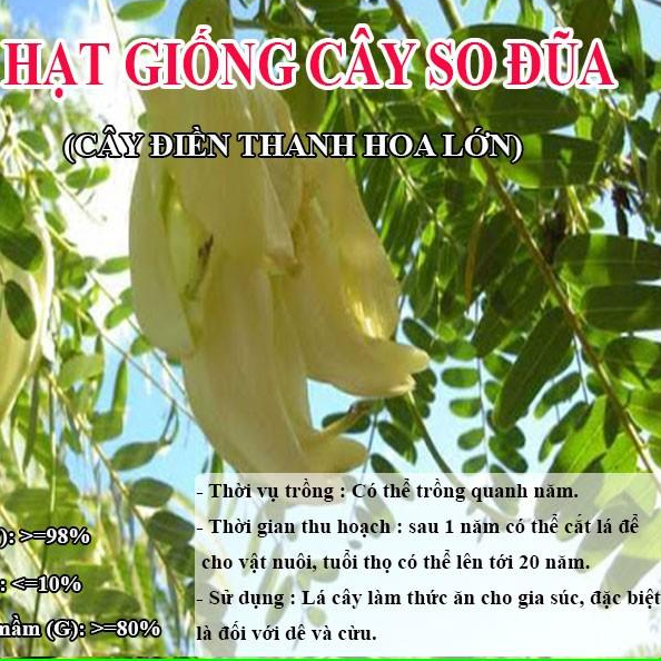 Hạt Giống Cây So Đũa – Điền Thanh Hoa Lớn - Giống Cỏ Chăn Nuôi
