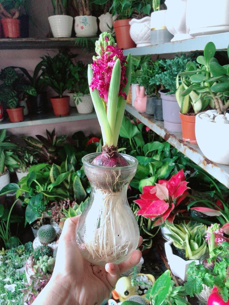 Chậu Cây Củ Ông Tiên