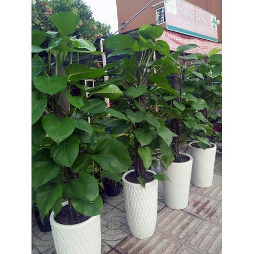 CHẬU CÂY TRẦU BÀ LEO CỘT SIÊU ĐẸP