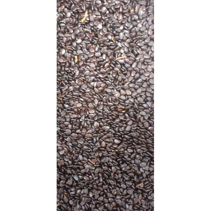 500 gram hạt giống Keo Lai trồng rừng