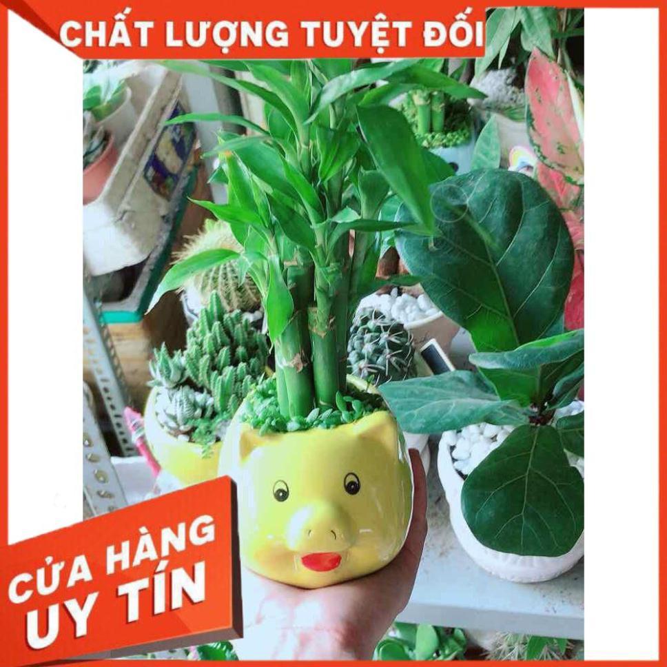 Chậu Phát Tài Nhiều Người Mua