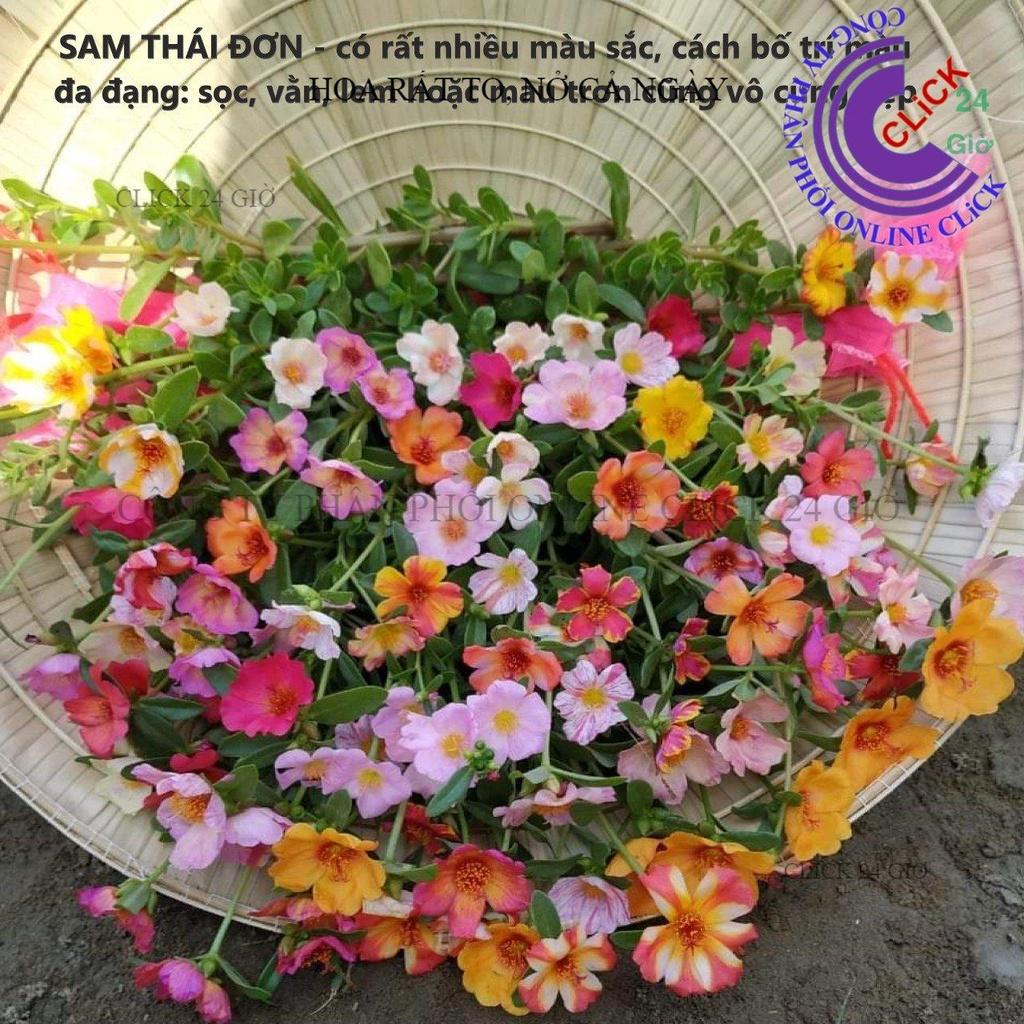 1 Ký Cành Giống Hoa Mười Giờ SAM ĐƠN Chuẩn SAM THÁI Nhập Khẩu Hoa To Rất Nhiều Màu GIA DỤNG THÔNG MINH PKM