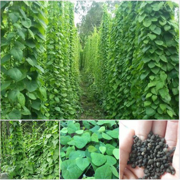 Combo 3 gói Hạt giống sương sâm lông