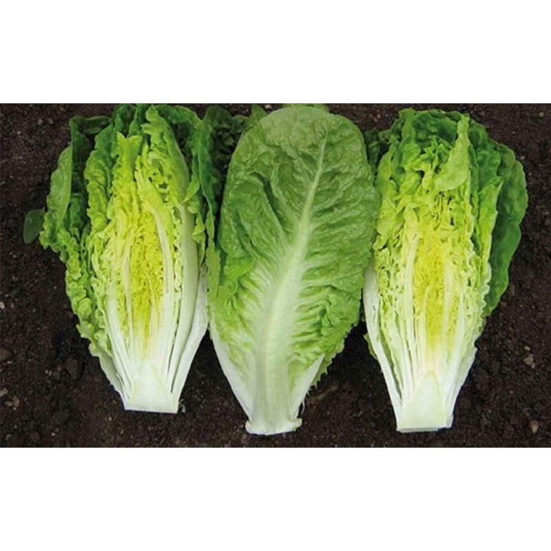 Hạt Giống Rau Xà Lách Romaine Xanh  -