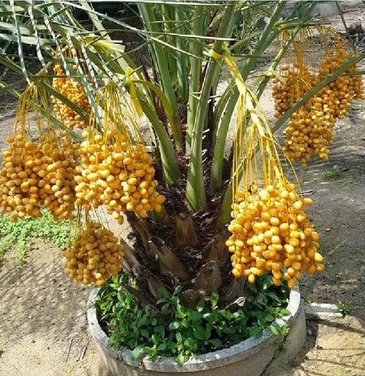 Hạt giống cây ăn trái chà là f1-gói 5 hạt-tặng kèm gói kích mầm