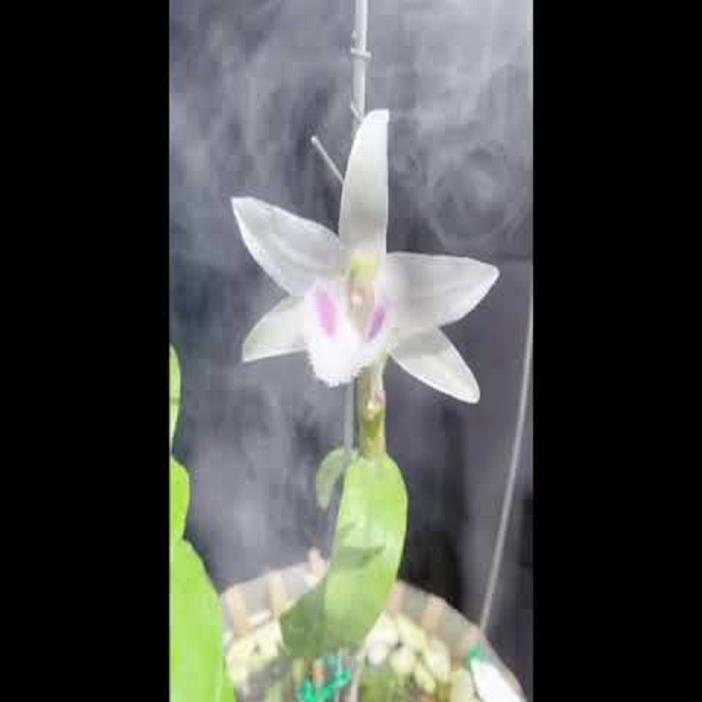 Hoa lan 5ct phủ trì