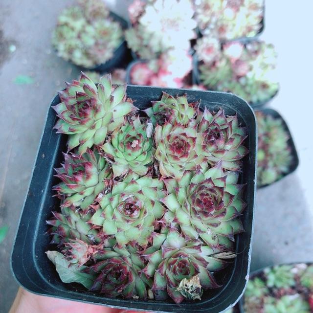 Sen Đá Phật Bà Đỏ