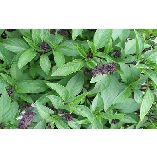 HẠT GIỐNG HÚNG QUẾ CAO SẢN - 10G