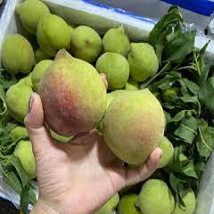 CÂY GIỐNG ĐÀO MỎ QUẠ SAPA