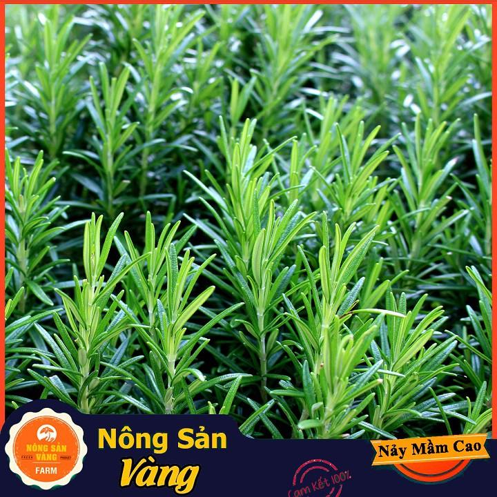 Hạt giống Cây Hương Thảo
