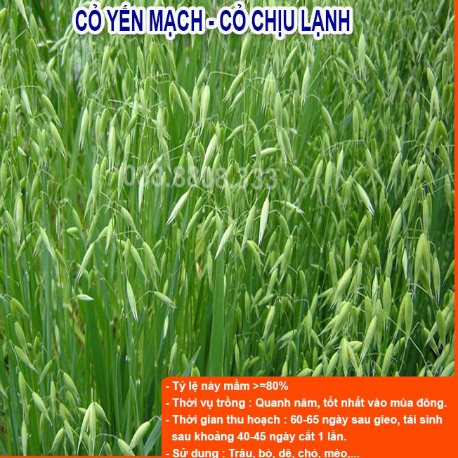 Combo 5 Loại Hạt Giống Cỏ Chăn Nuôi - Hạt Cỏ Voi, Mombasa Ghine, Yến Mạch, Paspalum, Alfalfa Linh Lăng