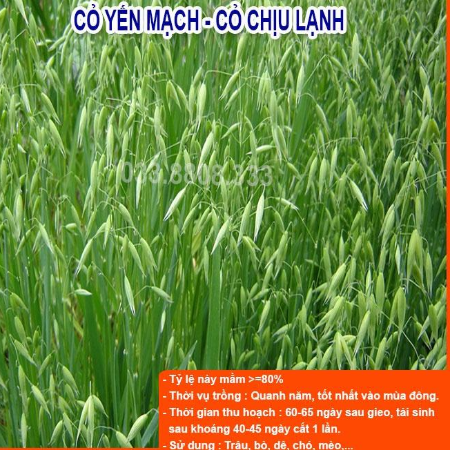 Combo 5 Loại Hạt Giống Cỏ Chăn Nuôi - Hạt Cỏ Voi, Mombasa Ghine, Yến Mạch, Paspalum, Alfalfa Linh Lăng (mỗi loại 50g)