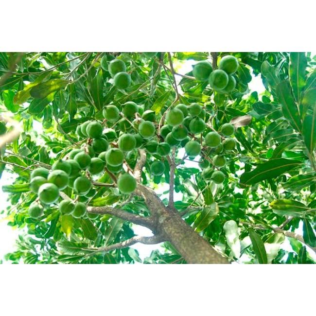 cây giống MẮC CA - siêu sai quả, giá trị kinh tế cao - Hàng cây giống chuẩn F1