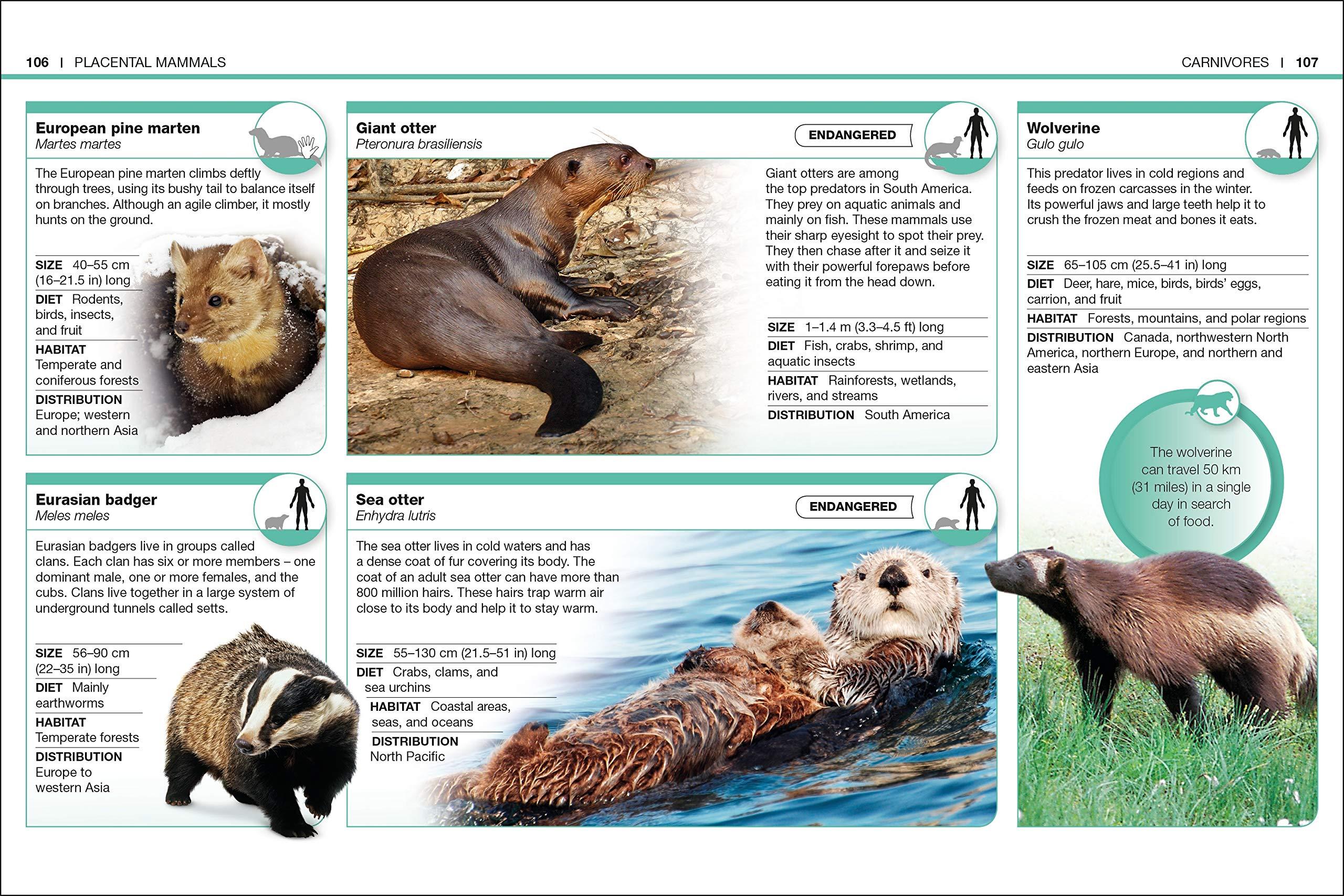 Mammals: Facts at Your Fingertips (Pocket Eyewitness)