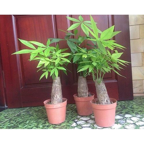 CHẬU CÂY KIM NGÂN CỦ TRÒN-MANG LẠI TÀI LỘC SINH SÔI KHÔNG NGỪNG CHO GIA CHỦ