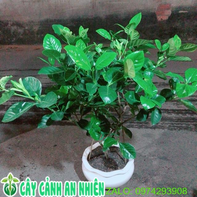 Chậu Cây Dành Dành