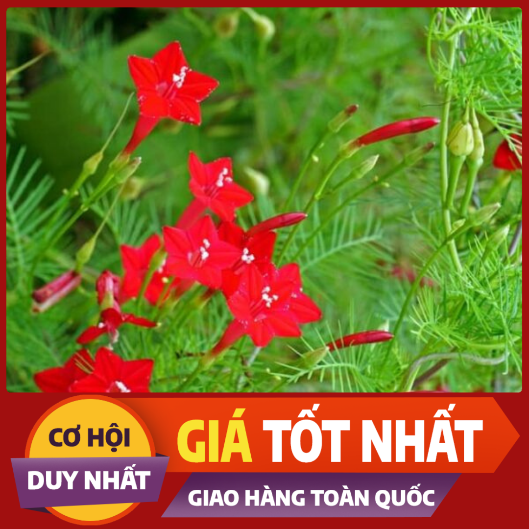 1 Gói Hạt Giống Hoa Leo Tóc Tiên (20 hạt/ gói)