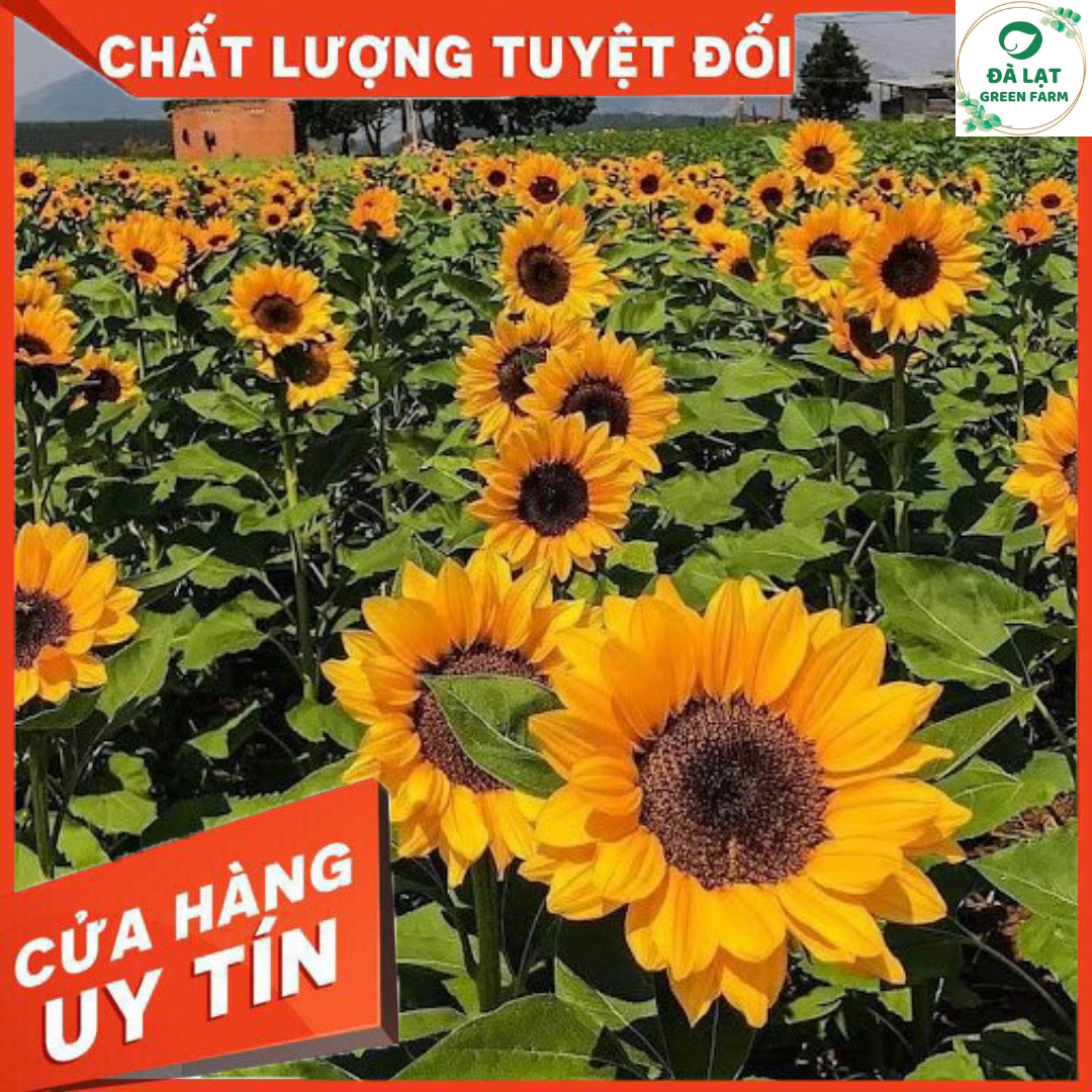 20H_Hạt Giống Hoa Hướng Dương Vàng Cắt Cành