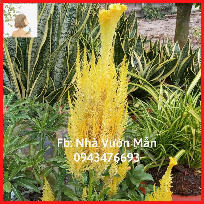 100 Hạt Hoa Mào Đuôi Phụng Vàng