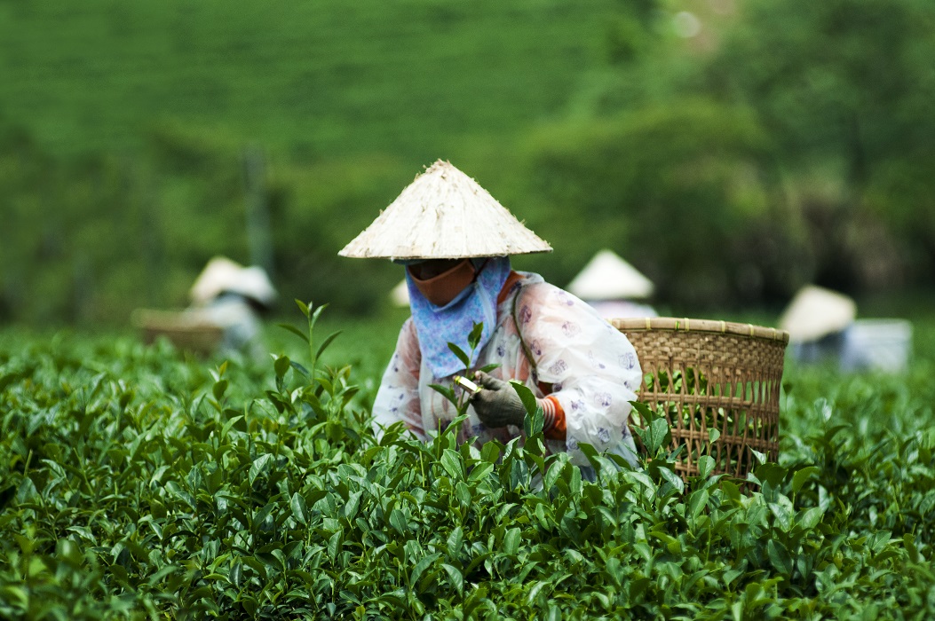 Trà olong Gyokuro 100g combo 2 hộp