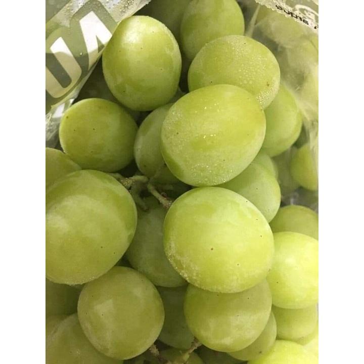 CÂY GIỐNG NHO SỮA