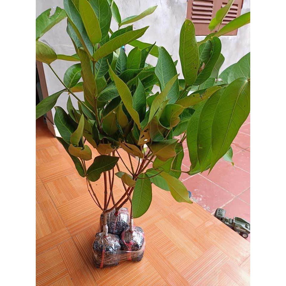 Cây giống mận tím roi trái sớm