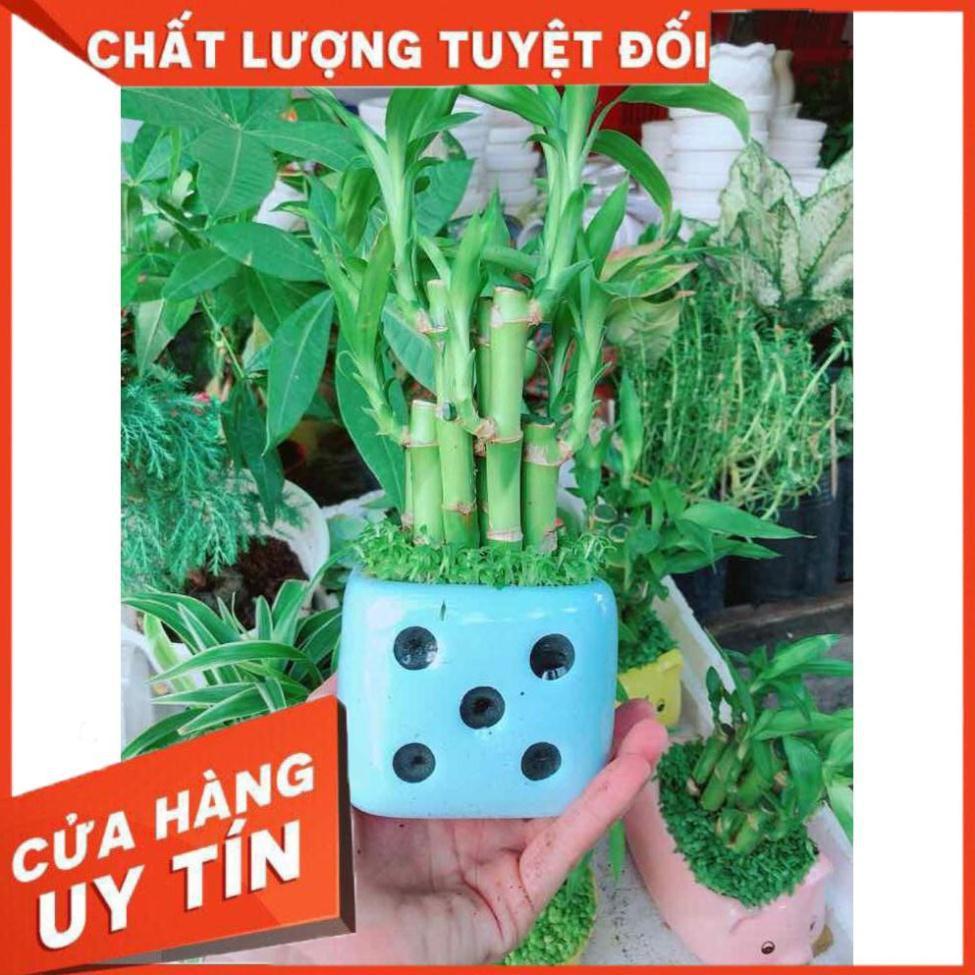 Chậu trúc phát tài Nhiều Người Mua