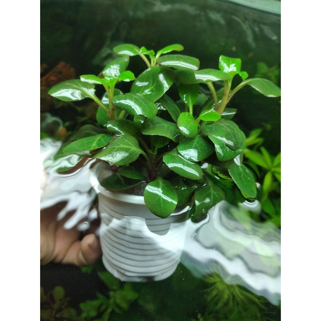 Cắt cắm - Hồng ba tiêu - cây thủy sinh