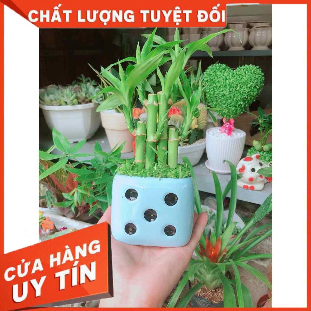 Chậu trúc phát tài Nhiều Người Mua