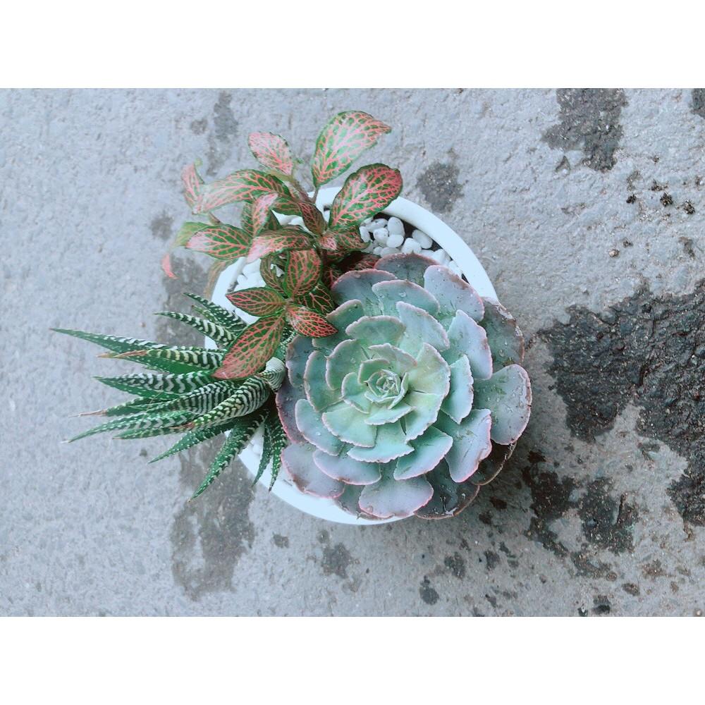 Chậu Sen Đá+Móng Rồng+ Cây Cẩm Nhung