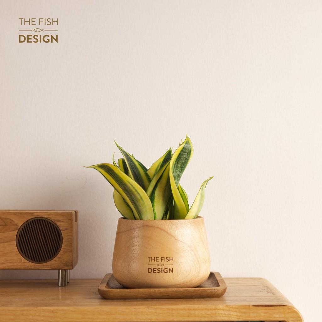 Chậu cây lưỡi hổ | THE FISH SIZE M