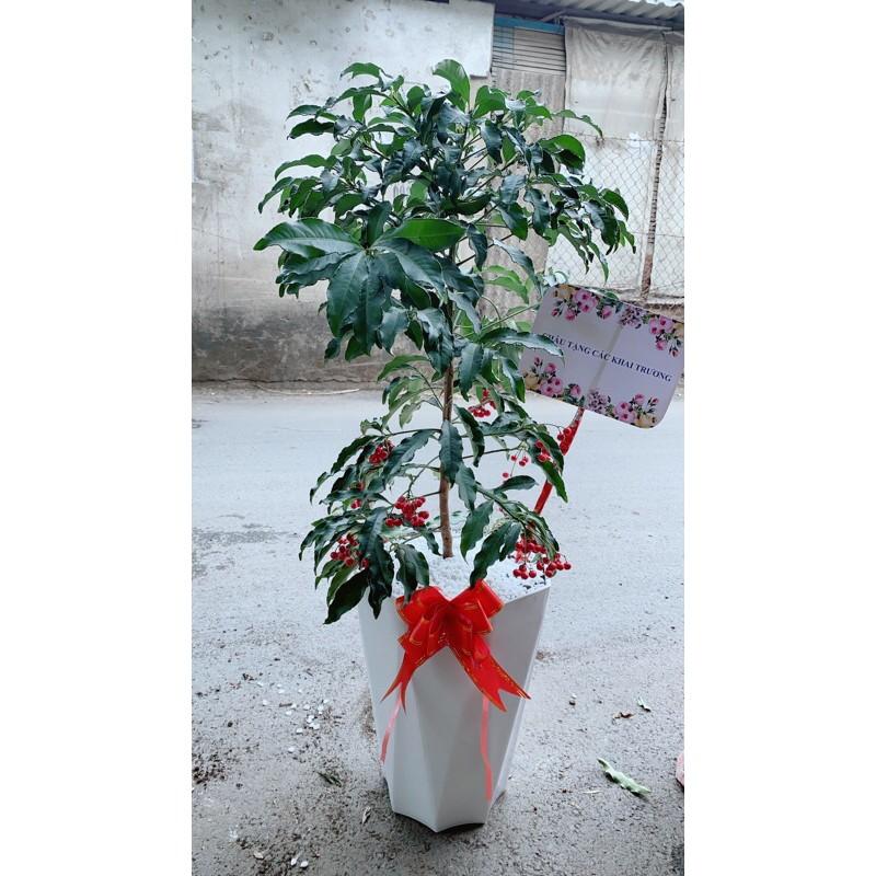 Chậu Cây Kim Ngân Lượng