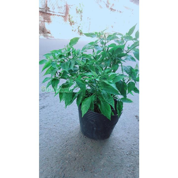 Ớt Chỉ Thiên